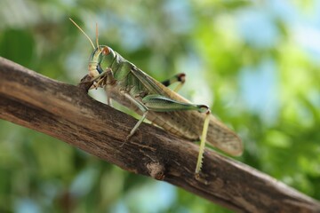 One locust on branch outdoors, closeup. Wild insect