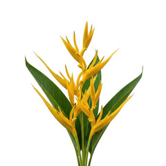 Obraz premium Yellow heliconia flower with green leaves isolated on transparent background