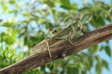 One locust on branch outdoors, closeup. Wild insect