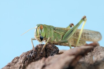 One locust on snag against light blue background, closeup. Wild insect