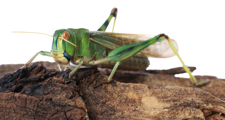 One locust on snag against white background. Wild insect