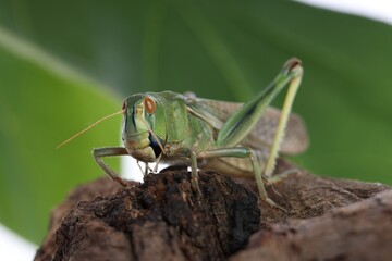 One locust on snag against blurred background, closeup. Wild insect
