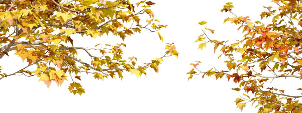 golden autumn leaves isolated on white - Powered by Adobe