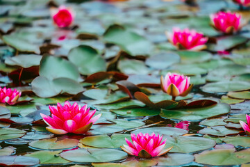 Bright pink water lilies bloom across still waters like scattered thoughts, reflecting the calm...