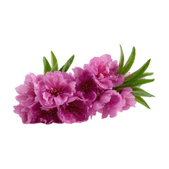 Fototapeta premium Vibrant pink flowers arranged beautifully, showcasing delicate petals and lush green leaves, ideal for adding color and elegance to any design.