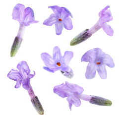 Fototapeta premium Lavender flower florets isolated on white, set