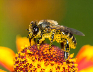 Fototapeta premium Pollen-Covered Bee on Vibrant Gaillardia Flower, Macro Shot