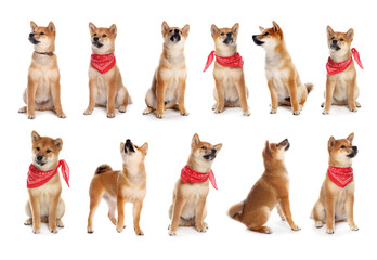 Cute Shiba Inu dog on white background, collage