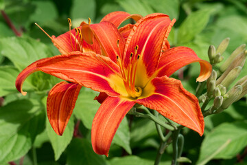 Hemerocallis fulva, the orange lily flower is a species of daylily native to Asia. Day lily, each...
