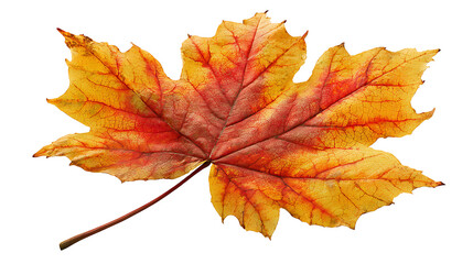Autumn maple leaf with warm tones, isolated on a white background