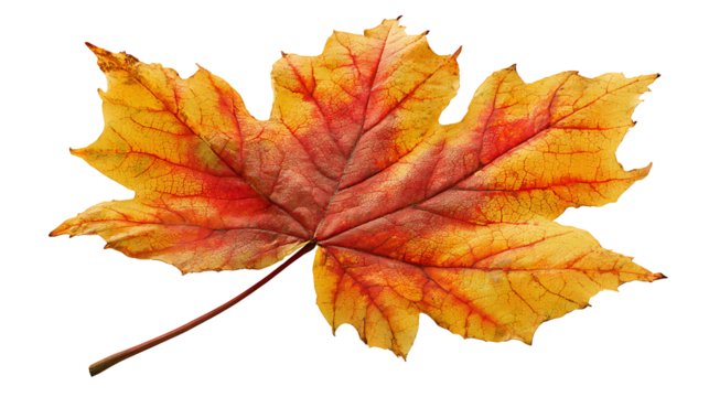 Autumn maple leaf with warm tones, isolated on a white background