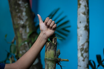 A hand giving a thumbs up gesture against a blue background with plants