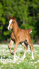 Obraz premium Foal running in field