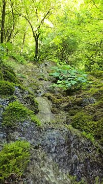 Beautiful slow motion video of the water stream flowing from the Sipote Waterfall into the forest through the moss rocks. Trascau Mountains, Alba, Romania