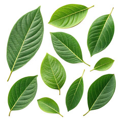 Obraz premium Realistic Collection of Fresh Green Leaves – Botanical Plant Foliage Isolated on White Background