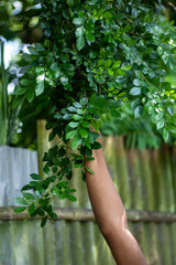 A persons arm and hand reaching into dense green foliage to pick leaves