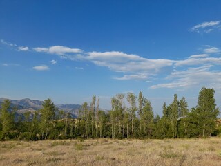 Poplar trees lined up in a rural area in T&uuml;rkiye.