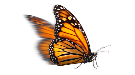 Monarch butterfly in flight with motion blur effect, isolated on a white background.