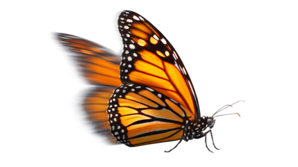 Monarch butterfly in flight with motion blur effect, isolated on a white background.