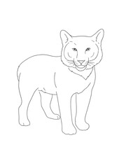 black cat with white background