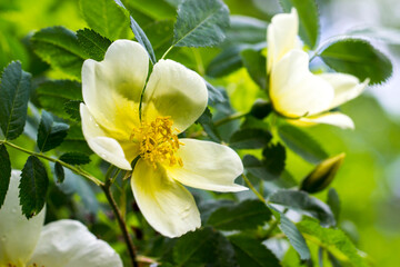 white rose peony flower. close-up on a green background. a beautiful white flower in its natural environment.