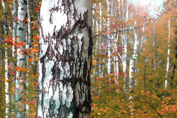 beautiful scene with birches in yellow autumn birch forest in october