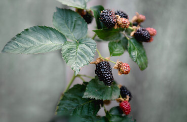 ripe and not so ripe blackberries on a bush