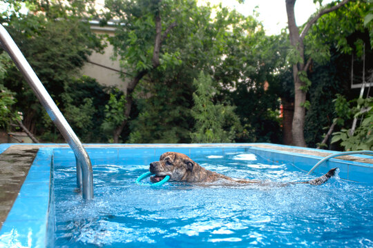 Ca de Bou dog swims in a pool with a puller