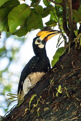 Hornbill