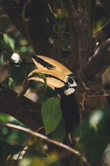 Hornbill