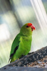 green parrot on a branch