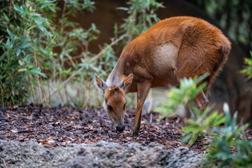 deer in the woods