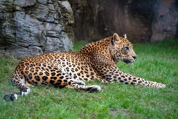 leopard on the grass