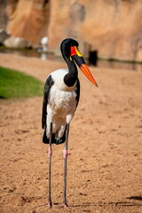 red billed stork