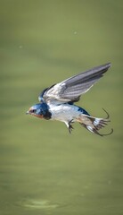 Barn Swallow Bird Flying with Wings Spread - Wildlife Freedom and Movement in Flight