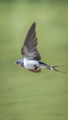 Swallow Bird Flying with Grace and Freedom Against Green Background