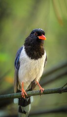Colorful Songbird with Orange Beak Perched on Branch in Natural Forest Setting