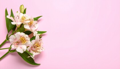 Fototapeta premium Alstroemeria on pink background, Soft Pink Alstroemeria Flowers with Red Stripes and Delicate Petals on Blurry Pink Background, Elegant Pink Alstroemeria Flowers on Pink Background Botanical Floral