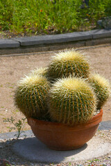 Echinocactus grusonii