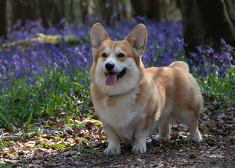Pembroke Welsh Corgi stands alert ears pricked with brown and white fluffy fur with a field of...