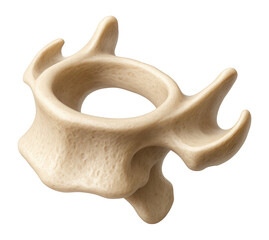 Fototapeta premium Cervical vertebra showing uncinate processes on lateral body edges.