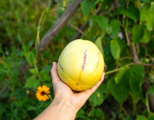 Fresh melon in hand