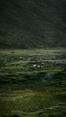 Enchanting Sheep Flock Grazing in Captivating Gannan Valley Meadows - Pastoral Highland Landscape with Heart of Nature's Charm
