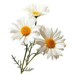 Three bright daisies with white petals, yellow centers, and green stems against black