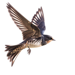 Obraz premium and keyword list based on the image.. Small Bird Flying Mid-Air, Sunny Day, Outdoors.