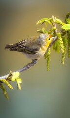 Enchanting Songbird Serenade - Small Bird Singing on Blooming Branch in Spring Wildlife Photography