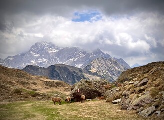 Stambecchi in montagna 
