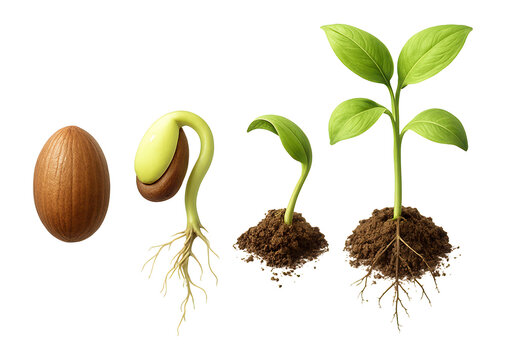 Stages of a seed sprouting into a small plant.