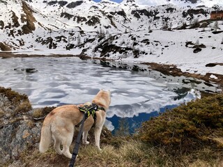 Siberian husky in montagna in inverno 