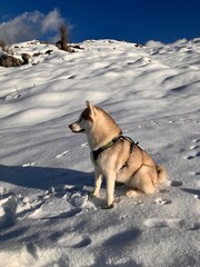 Siberian husky in montagna in inverno 